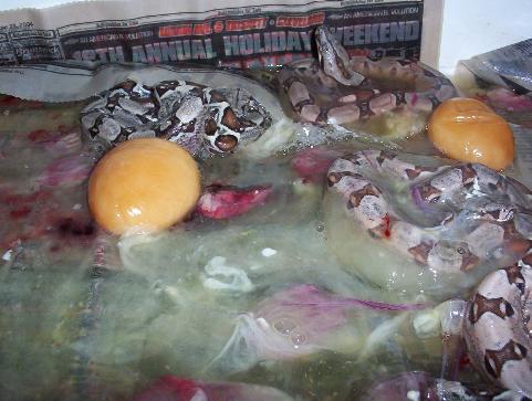 05 hypo and het litter