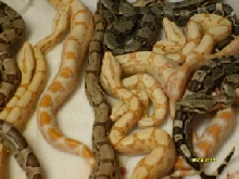 Sunglo arabesque litter4/13/09
