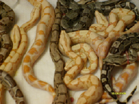 Sunglo arabesque litter4/13/09