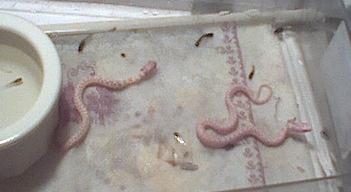 Albino babies