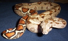 het albino female