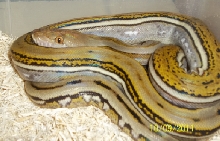Genetic Stripe male