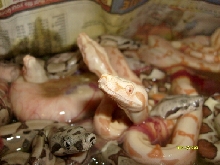 Sunglo arabesque litter