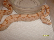 Sunglo female 09  #2
