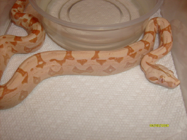 Sunglo female 09  #2