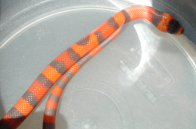 Hypo Hondo