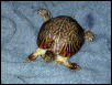 Todd the Turtle