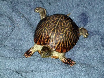 Todd the Turtle
