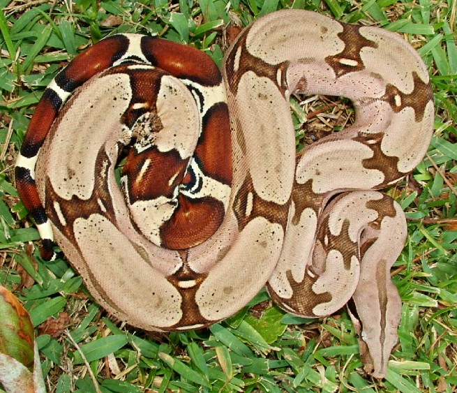 surinamnumber18