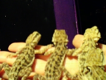 juvi dragons
