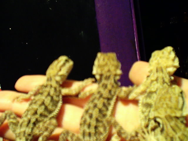 juvi dragons