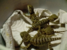 baby bearded dragons hatched 7-30-03