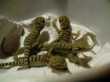 Baby bearded dragons 7-30-03