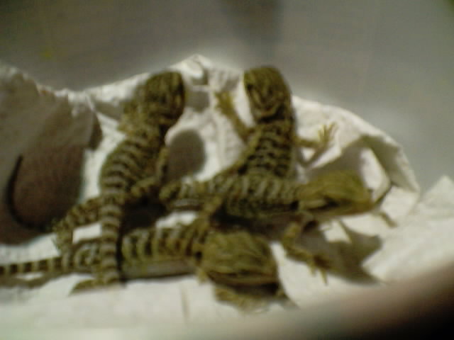 Baby bearded dragons 7-30-03