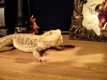 Blaze