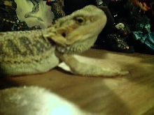 Blaze