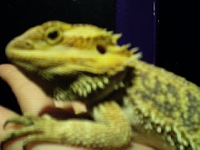 Blaze