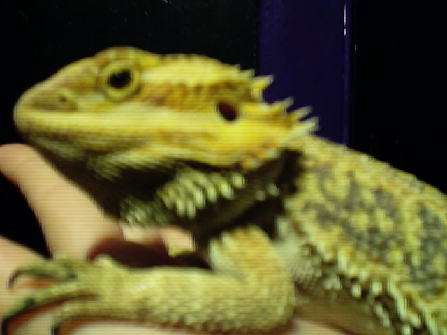 Blaze