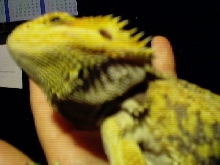 Blaze- Sandfire bearded dragon