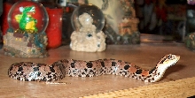 red phase eastern hognose