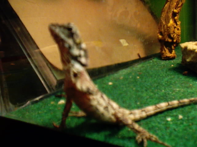 frilled dragon