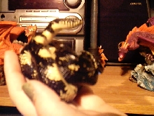 Black Kingsnake