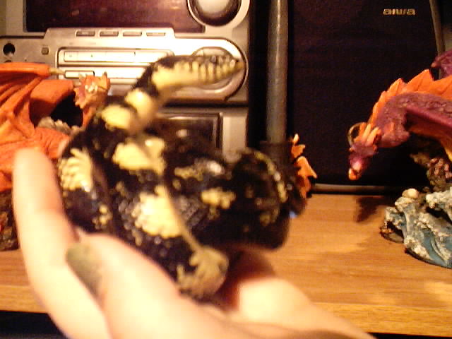 Black Kingsnake
