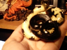 Black kingsnake