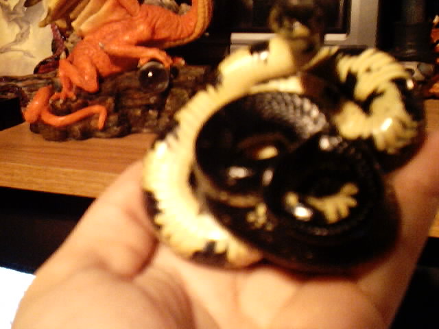 Black kingsnake