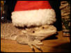 Santa Spunky