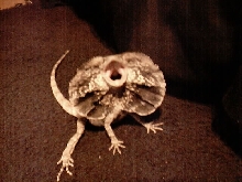 frilled dragon