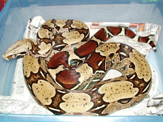 suriin2005