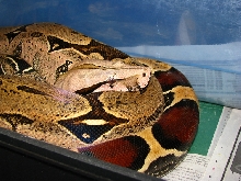 2001 Tudehope JVxDW female