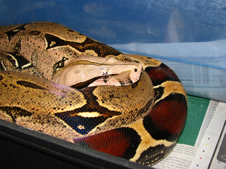 2001 Tudehope JVxDW female