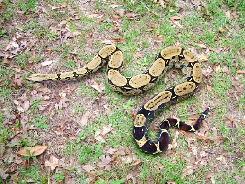 peruvian