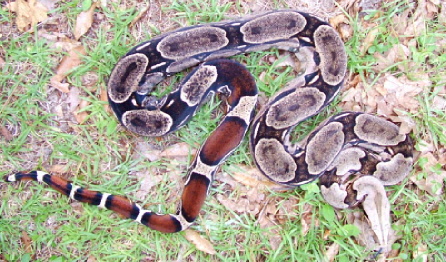 suriname