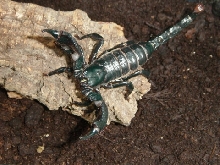 male