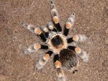 red knee (f)