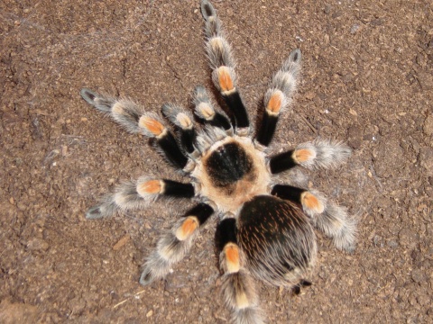 red knee (f)