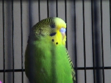Joe