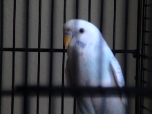 Mo