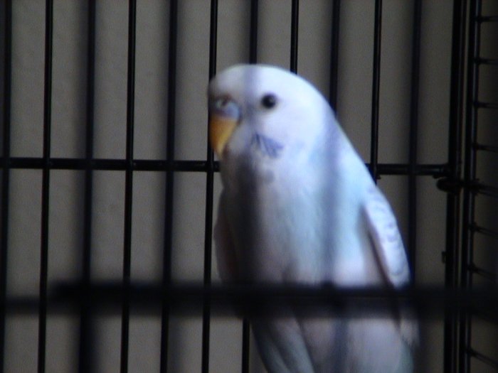 Mo