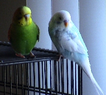 Mo and Joe