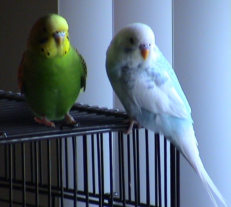 Mo and Joe
