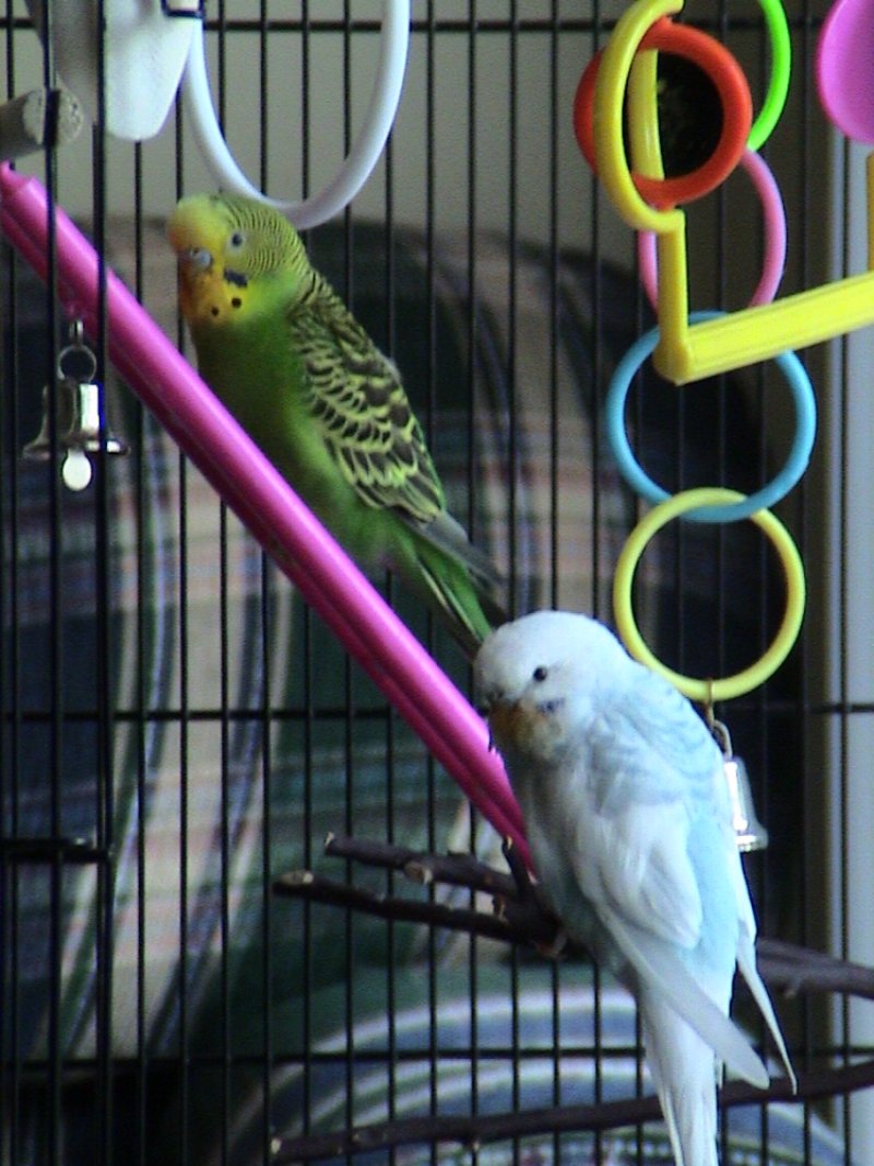 Joe and Moe