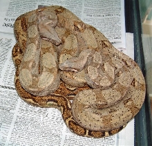 Pair of Hog Island Boas