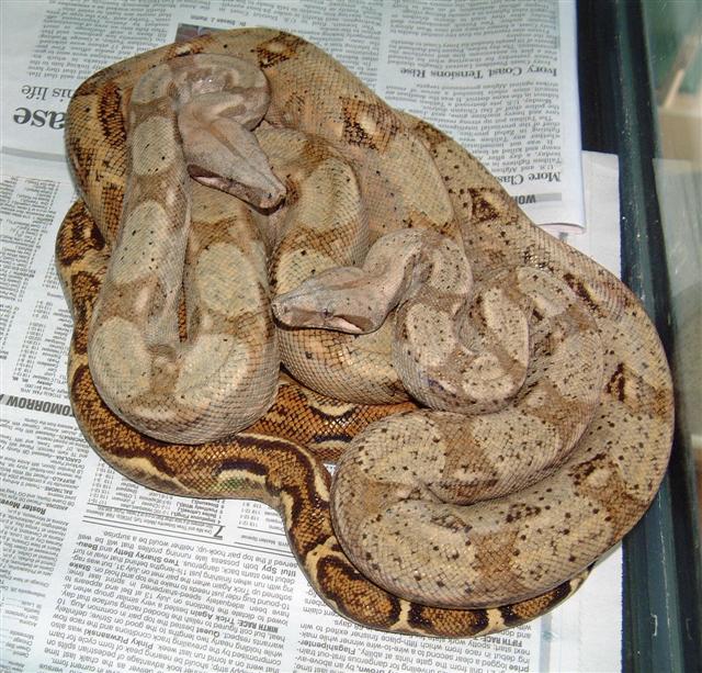 Pair of Hog Island Boas