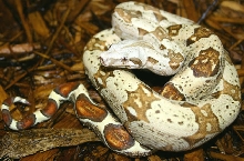 VPI Colombian T Positive Boa