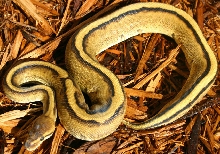 Male Genetic Stripe