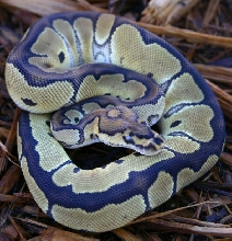 Male Clown
